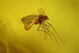 Three Fossil Flies (Diptera) In Baltic Amber #173639-2